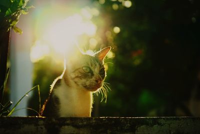 Close-up of a cat looking away