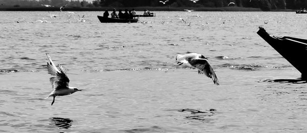 Birds flying over water