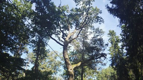 Low angle view of trees