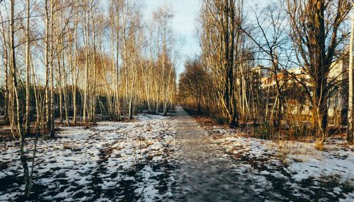 Bare trees in forest during winter