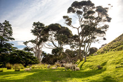 View of a horse grazing in field