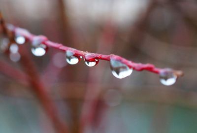 Close-up of raindrops on branch