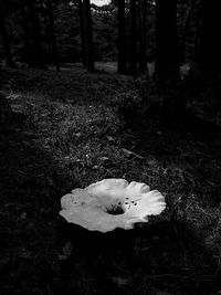 Trees in forest