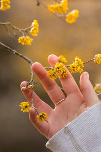 Close-up of hand holding yellow flowering plant