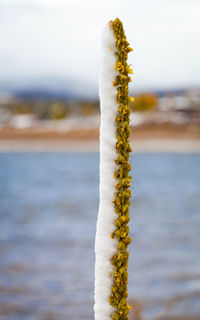 Close-up of flower in water