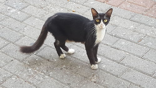 High angle view portrait of cat on footpath