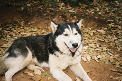 Portrait of dog sitting on ground