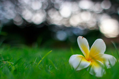 Close-up of white crocus flower on field