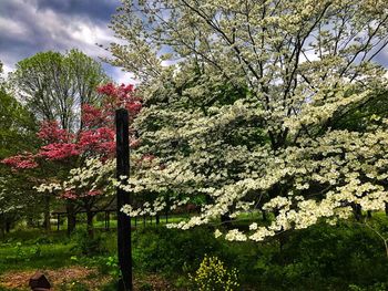 Low angle view of flowers on tree