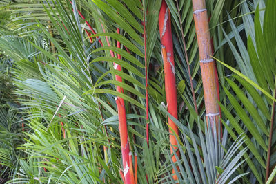 Close-up of bamboo plants growing on field