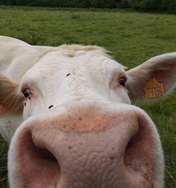 Close-up of cow on field