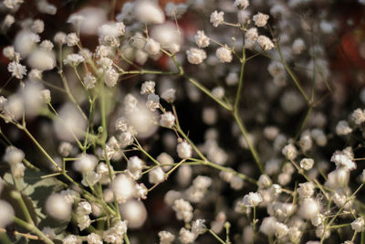 Close-up of white flowering plant