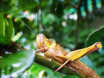 Close-up of insect on leaf