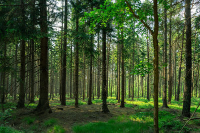 View of trees in forest