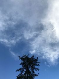 Low angle view of tree against sky