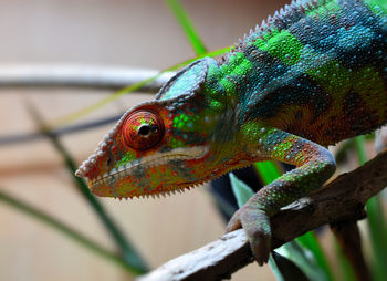 Close-up of a lizard on a branch