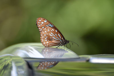 Close-up of butterfly