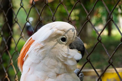 Close-up of a bird on chainlink fence.