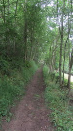 Dirt road amidst trees in forest