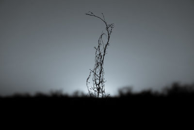 Close-up of silhouette bare tree against clear sky