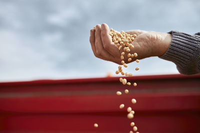Farmer hand holding soybean against clear sky