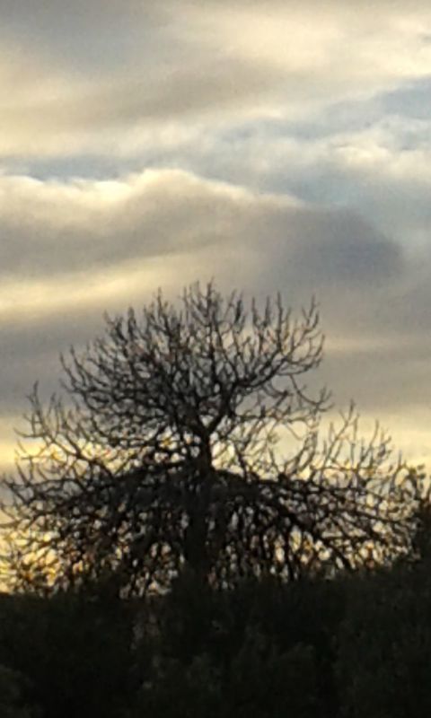 sky, bare tree, silhouette, cloud - sky, tree, cloudy, sunset, branch, tranquility, low angle view, nature, cloud, tranquil scene, beauty in nature, scenics, dusk, growth, overcast, outdoors, weather