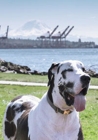  great dane dog panting spring day on the seattle waterfront with shipping cranes mount rainier in 