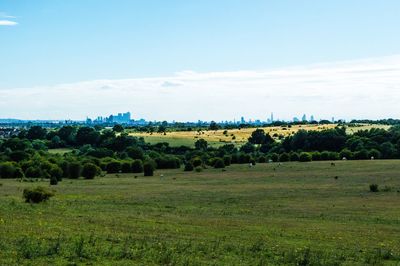 Scenic view of agricultural field against blue sky