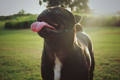 Close-up of dog on field against sky