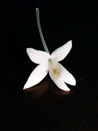 Close-up of white flower against black background