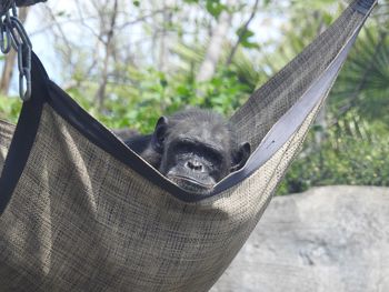 Close-up of monkey on hammock