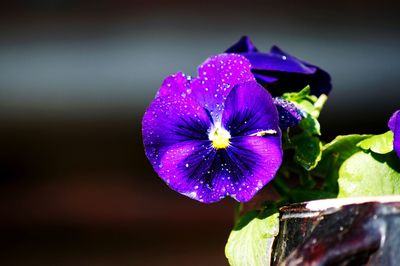 Close-up of wet purple flowering plant