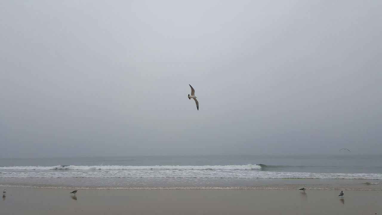 sea, horizon over water, beach, water, bird, flying, animal themes, shore, animals in the wild, copy space, wildlife, scenics, sand, nature, sky, beauty in nature, wave, tranquility, tranquil scene, clear sky