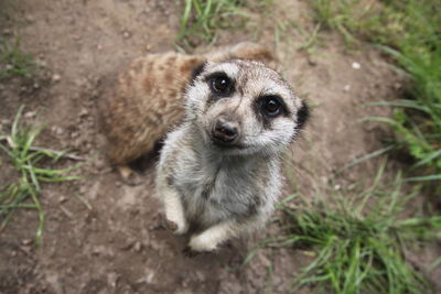 Portrait of meerkat on field