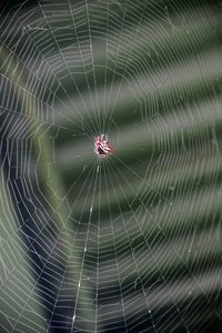 Full frame shot of spider web