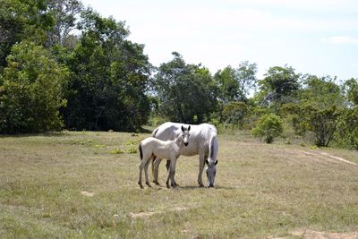 Horse and foal