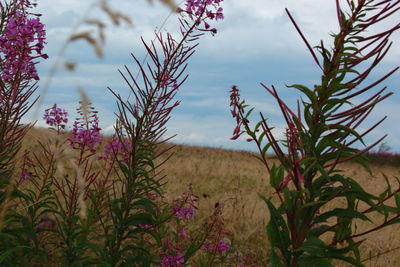 Close-up of flowers against blurred background