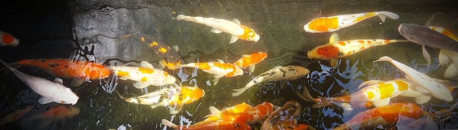 View of fish swimming in pond