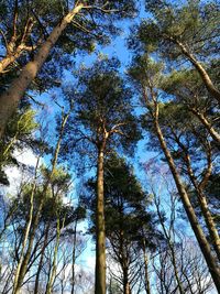 Low angle view of trees in forest