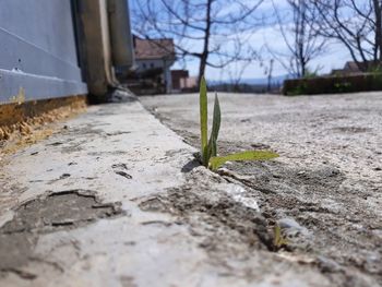 Close-up of plant growing on field