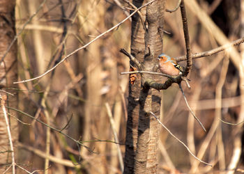 Close-up of bird perching on branch