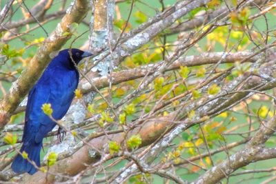 Close-up of bird perching on tree