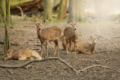 Deers in forest