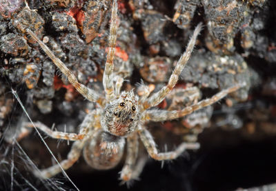 Close-up of spider