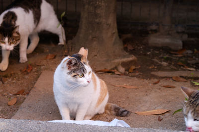 Close-up of cat sitting outdoors