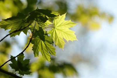 Close-up of maple leaves on branch