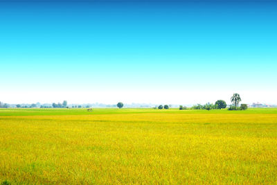 Scenic view of agricultural field against clear sky