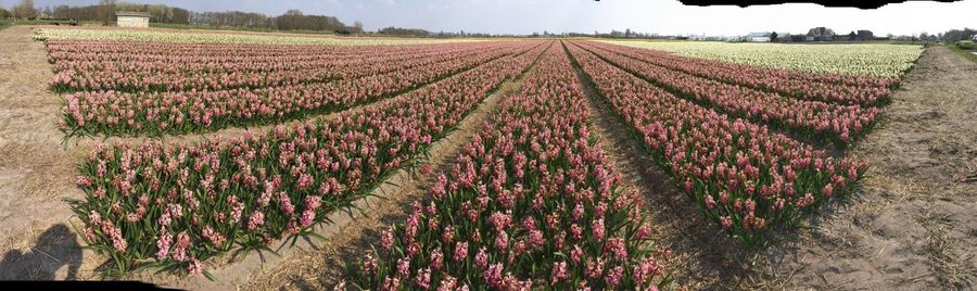 Panoramic shot of flowering plants on field
