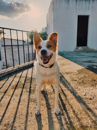 Portrait of dog standing outdoors