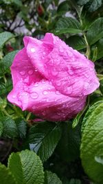 Close-up of raindrops on pink rose flower